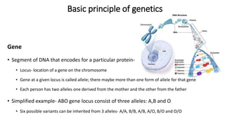 Basic principle of genetics
Gene
• Segment of DNA that encodes for a particular protein-
• Locus- location of a gene on the chromosome
• Gene at a given locus is called allele; there maybe more than one form of allele for that gene
• Each person has two alleles one derived from the mother and the other from the father
• Simplified example- ABO gene locus consist of three alleles: A,B and O
• Six possible variants can be inherited from 3 alleles- A/A, B/B, A/B, A/O, B/O and O/O
 