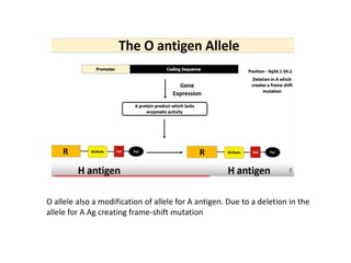 O allele also a modification of allele for A antigen. Due to a deletion in the
allele for A Ag creating frame-shift mutation
 