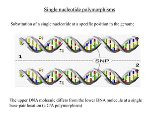 Single nucleotide polymorphisms
Substitution of a single nucleotide at a specific position in the genome
The upper DNA molecule differs from the lower DNA molecule at a single
base-pair location (a C/A polymorphism)
 