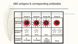 ABO antigens & corresponding antibodies
 