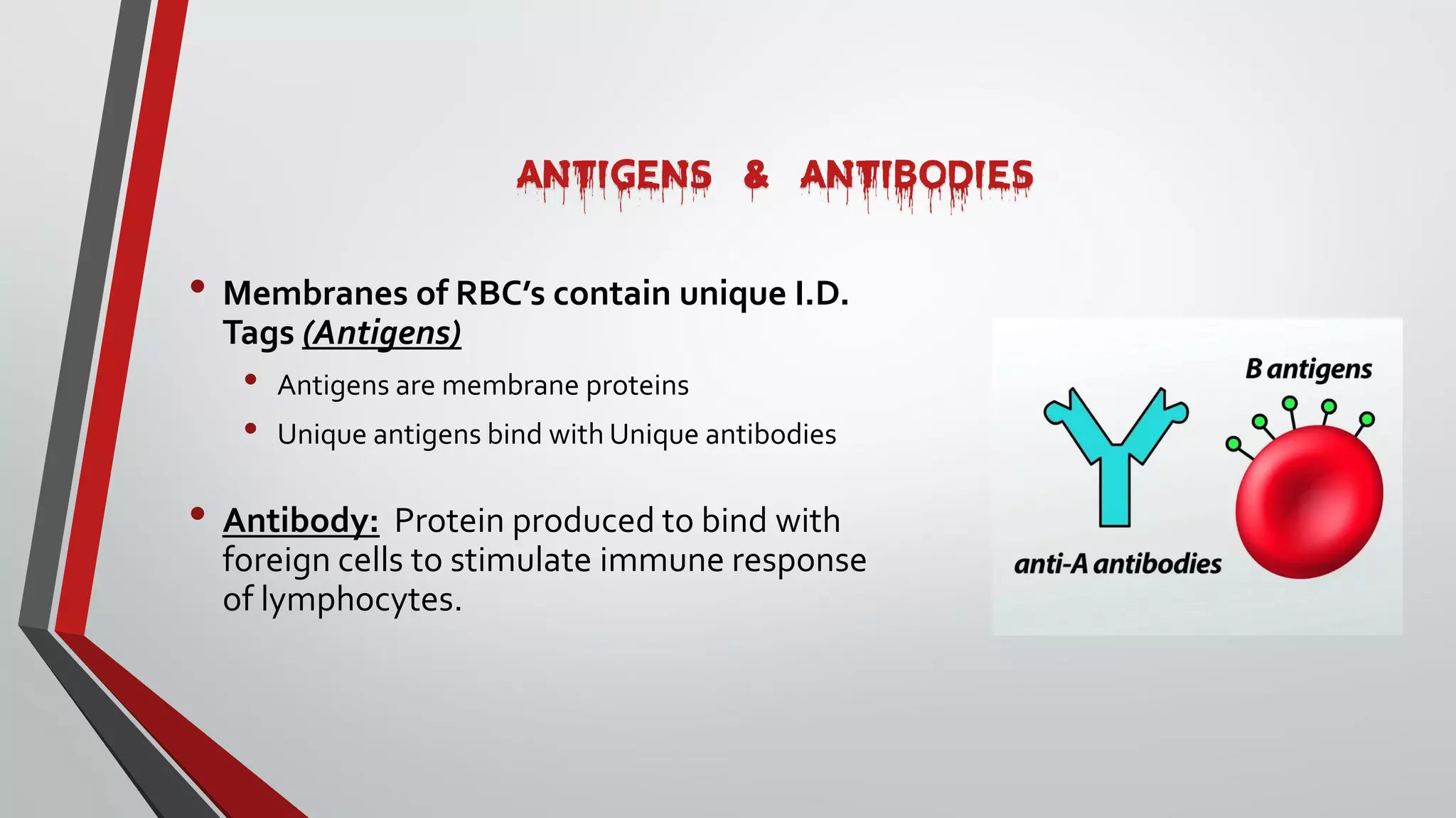 ANTIGENS & ANTIBODIES
• Membranes of RBC’s contain unique I.D.
Tags (Antigens)
• Antigens are membrane proteins
• Unique antigens bind with Unique antibodies
• Antibody: Protein produced to bind with
foreign cells to stimulate immune response
of lymphocytes.
 