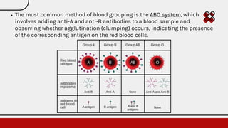 ● The most common method of blood grouping is the ABO system, which
involves adding anti-A and anti-B antibodies to a blood sample and
observing whether agglutination (clumping) occurs, indicating the presence
of the corresponding antigen on the red blood cells.
 