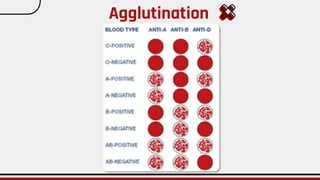 Agglutination
 