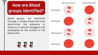 Blood groups are identified
through a simple blood test that
determines the presence or
absence of specific antigens and
antibodies on the surface of red
blood cells.
How are Blood
groups identified?
 