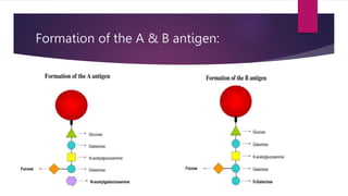 blood grouping.pptx