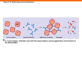 Blood Grouping and Rh blood group .pptx