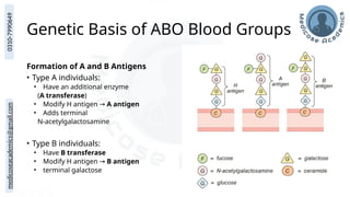 medicoseacademics@gmail.com
0310-7990649
Genetic Basis of ABO Blood Groups
Formation of A and B Antigens
• Type A individuals:
• Have an additional enzyme
(A transferase)
• Modify H antigen → A antigen
• Adds terminal
N-acetylgalactosamine
• Type B individuals:
• Have B transferase
• Modify H antigen → B antigen
• terminal galactose
 