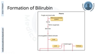 medicoseacademics@gmail.com
0310-7990649
Formation of Bilirubin
 