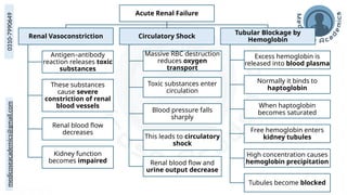 medicoseacademics@gmail.com
0310-7990649
Acute Renal Failure
Renal Vasoconstriction
Antigen–antibody
reaction releases toxic
substances
These substances
cause severe
constriction of renal
blood vessels
Renal blood flow
decreases
Kidney function
becomes impaired
Circulatory Shock
Massive RBC destruction
reduces oxygen
transport
Toxic substances enter
circulation
Blood pressure falls
sharply
This leads to circulatory
shock
Renal blood flow and
urine output decrease
Tubular Blockage by
Hemoglobin
Excess hemoglobin is
released into blood plasma
Normally it binds to
haptoglobin
When haptoglobin
becomes saturated
Free hemoglobin enters
kidney tubules
High concentration causes
hemoglobin precipitation
Tubules become blocked
 