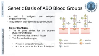 medicoseacademics@gmail.com
0310-7990649
Genetic Basis of ABO Blood Groups
• A and B antigens are complex
oligosaccharides
• They differ in their terminal sugar structure
• Role of H Antigen
• The H gene codes for an enzyme
(fucosyltransferase)
• This enzyme adds terminal fucose
• This forms the H antigen
• Present in almost all individuals
• Acts as a precursor for A and B antigens
 
