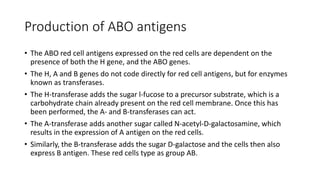 Production of ABO antigens
• The ABO red cell antigens expressed on the red cells are dependent on the
presence of both the H gene, and the ABO genes.
• The H, A and B genes do not code directly for red cell antigens, but for enzymes
known as transferases.
• The H‐transferase adds the sugar l‐fucose to a precursor substrate, which is a
carbohydrate chain already present on the red cell membrane. Once this has
been performed, the A‐ and B‐transferases can act.
• The A‐transferase adds another sugar called N‐acetyl‐D‐galactosamine, which
results in the expression of A antigen on the red cells.
• Similarly, the B‐transferase adds the sugar D‐galactose and the cells then also
express B antigen. These red cells type as group AB.
 