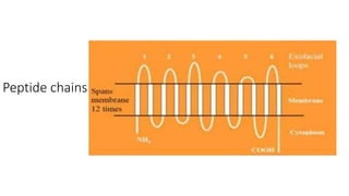 Peptide chains
 