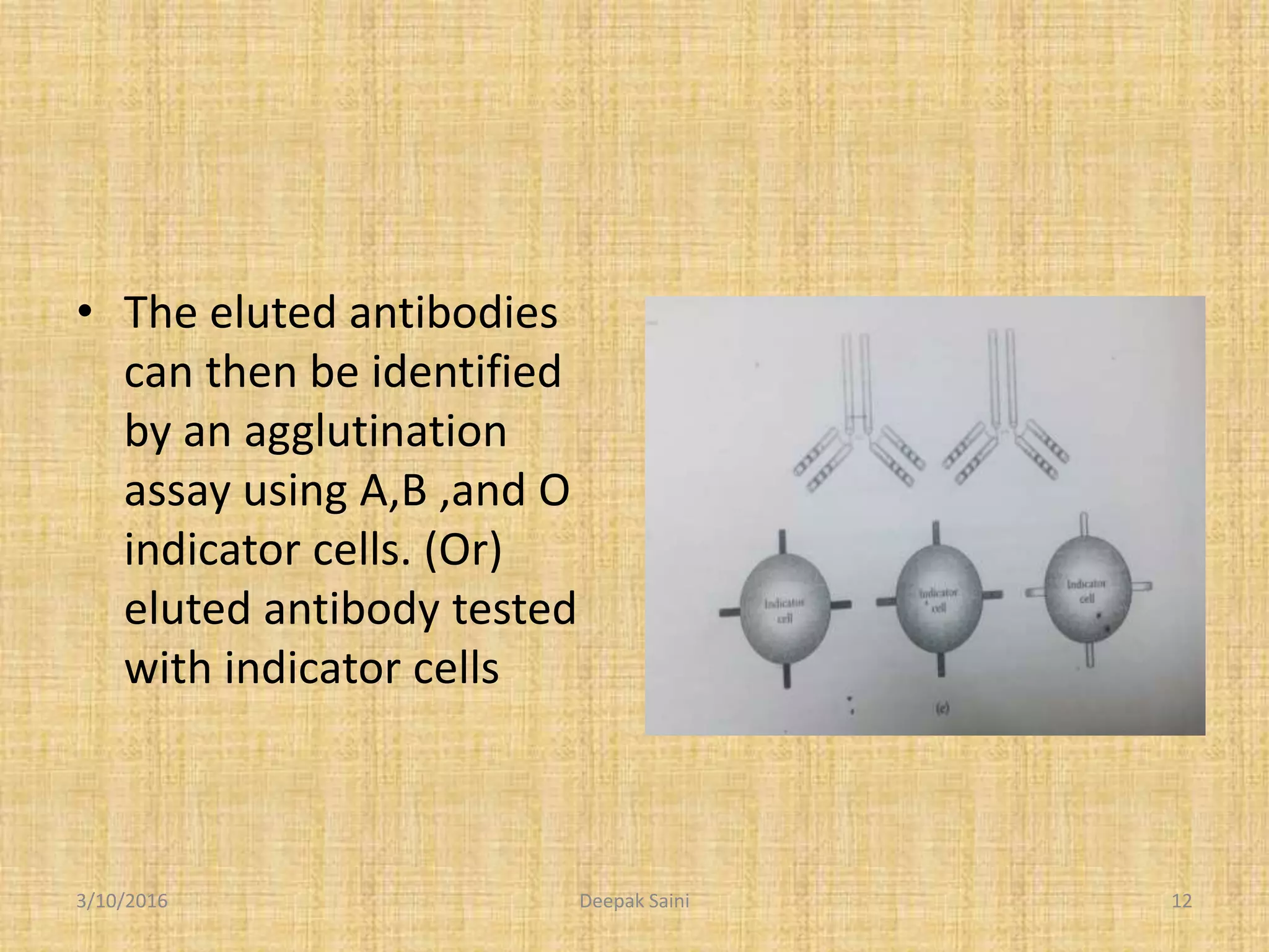 • The eluted antibodies
can then be identified
by an agglutination
assay using A,B ,and O
indicator cells. (Or)
eluted antibody tested
with indicator cells
3/10/2016 12Deepak Saini
 
