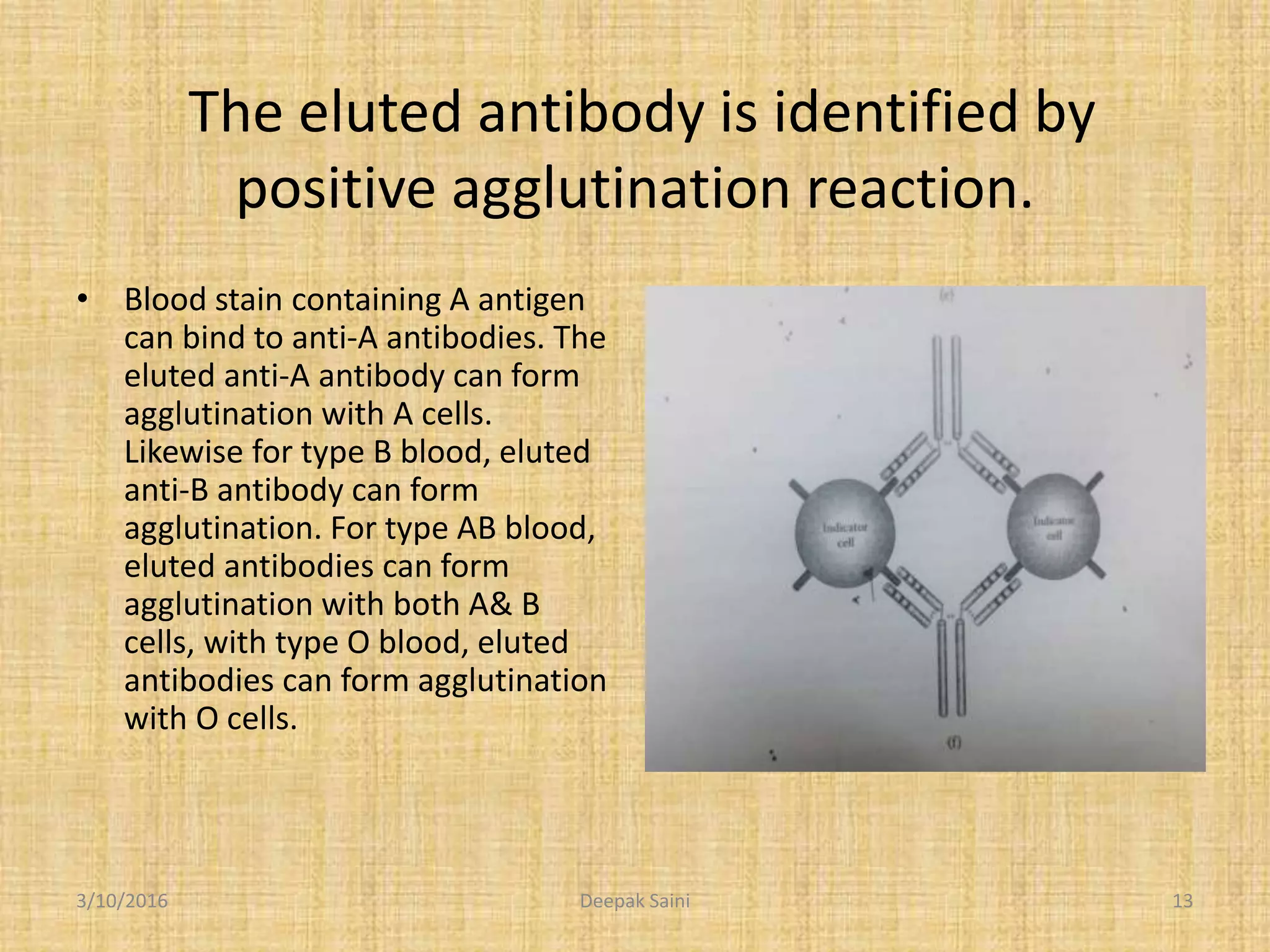 The eluted antibody is identified by
positive agglutination reaction.
• Blood stain containing A antigen
can bind to anti-A antibodies. The
eluted anti-A antibody can form
agglutination with A cells.
Likewise for type B blood, eluted
anti-B antibody can form
agglutination. For type AB blood,
eluted antibodies can form
agglutination with both A& B
cells, with type O blood, eluted
antibodies can form agglutination
with O cells.
3/10/2016 13Deepak Saini
 