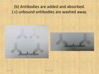 (b) Antibodies are added and absorbed.
( c) unbound antibodies are washed away.
3/10/2016 10Deepak Saini
 