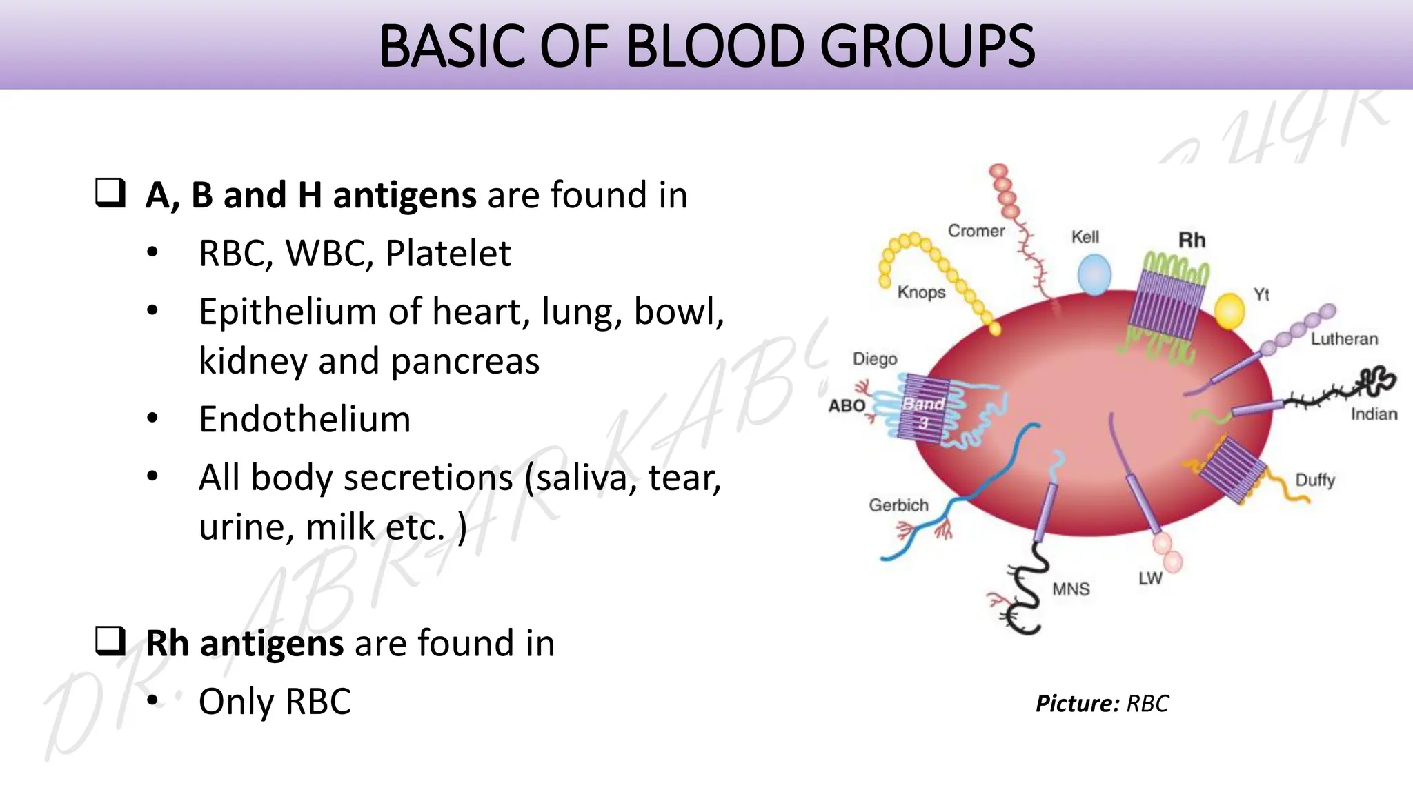 ❑ A, B and H antigens are found in
• RBC, WBC, Platelet
• Epithelium of heart, lung, bowl,
kidney and pancreas
• Endothelium
• All body secretions (saliva, tear,
urine, milk etc. )
❑ Rh antigens are found in
• Only RBC
BASIC OF BLOOD GROUPS
Picture: RBC
 