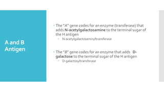 A and B
Antigen
 The “A” gene codes for an enzyme (transferase) that
adds N-acetylgalactosamine to the terminal sugar of
the H antigen
 N-acetylgalactosaminyltransferase
 The “B” gene codes for an enzyme that adds D-
galactose to the terminal sugar of the H antigen
 D-galactosyltransferase
 