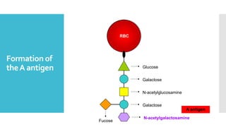 Formation of
theA antigen Glucose
Galactose
N-acetylglucosamine
Galactose
RBC
Fucose
N-acetylgalactosamine
A antigen
 