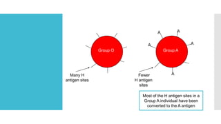 Group O Group A
Many H
antigen sites
Fewer
H antigen
sites
A
A A
AA
Most of the H antigen sites in a
Group A individual have been
converted to the A antigen
 