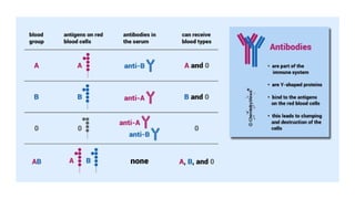 BLOOD GROUP POLYSACCARIDES.pptx A B AB O | PPTX