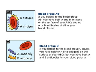 Blood group AB
If you belong to the blood group
AB, you have both A and B antigens
on the surface of your RBCs and no
A or...