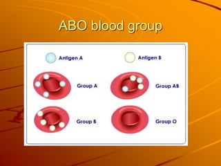 ABO blood group