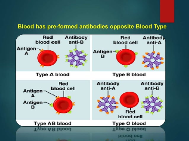 Blood Group Systems_ABO & Rh.ppt | Blood Disorders | Diseases and ...