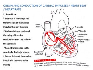 Human anatomy of blood, heart & circulation.pptx