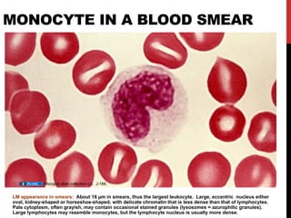 BLOOD HISTOLOGY monocytes leukocytes PMNs | PPTX