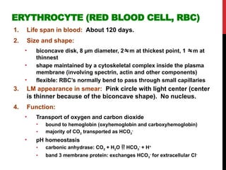 BLOOD HISTOLOGY monocytes leukocytes PMNs | PPTX