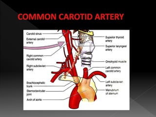 Blood supply of head and neck | PPTX