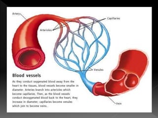 Blood supply of head and neck | PPTX