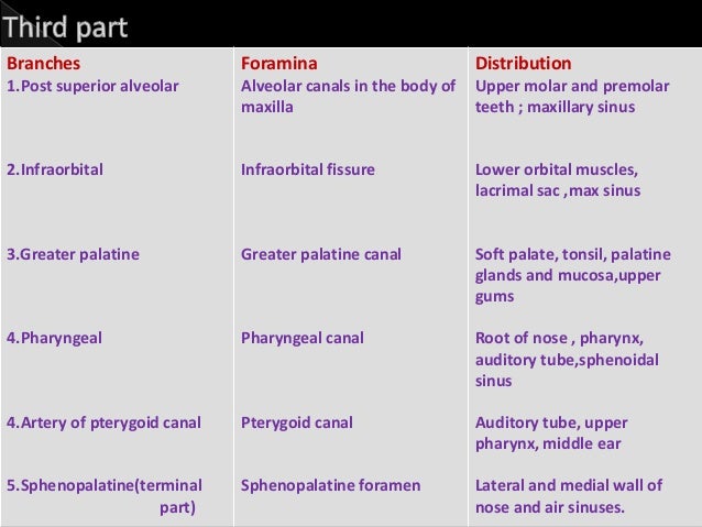 Blood supply of head and neck pdf file