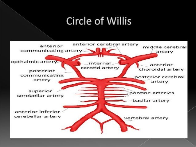 Blood supply of head and neck pdf file
