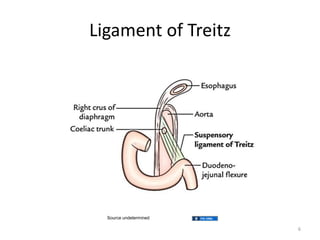 Ligament of Treitz
6
Source undetermined
 
