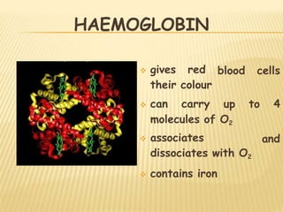 HAEMOGLOBIN
blood cells
 gives red
their colour
 can carry up to 4
molecules of O2
and
 associates
dissociates with O2
 contains iron
 