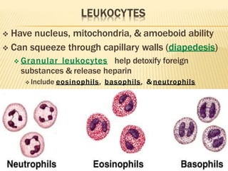  Have nucleus, mitochondria, & amoeboid ability
 Can squeeze through capillary walls (diapedesis)
 Granular leukocytes help detoxify foreign
substances & release heparin
 Include eosinophils, basophils, & neutrophils
 