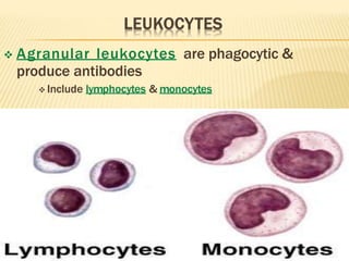  Agranular leukocytes are phagocytic &
produce antibodies
 Include lymphocytes & monocytes
 