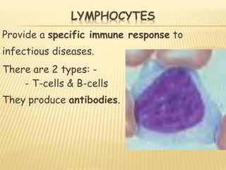 Provide a specific immune response to
infectious diseases.
There are 2 types: -
- T-cells & B-cells
They produce antibodies.
 