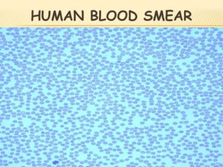 HUMAN BLOOD SMEAR
 