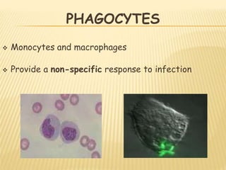 PHAGOCYTES
 Monocytes and macrophages
 Provide a non-specific response to infection
 