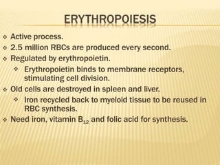  Active process.
 2.5 million RBCs are produced every second.
 Regulated by erythropoietin.
 Erythropoietin binds to membrane receptors,
stimulating cell division.
 Old cells are destroyed in spleen and liver.
 Iron recycled back to myeloid tissue to be reused in
RBC synthesis.
 Need iron, vitamin B12 and folic acid for synthesis.
 