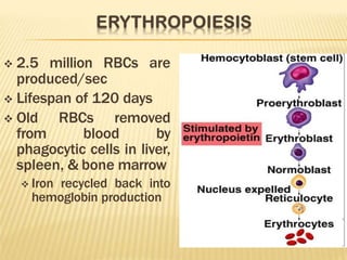  2.5 million RBCs are
produced/sec
 Lifespan of 120 days
 Old RBCs removed
from blood by
phagocytic cells in liver,
spleen, & bone marrow
 Iron recycled back into
hemoglobin production
 