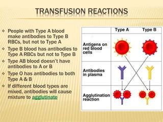  People with Type A blood
make antibodies to Type B
RBCs, but not to Type A




Type B blood has antibodies to
Type A RBCs but not to Type B
Type AB blood doesn’t have
antibodies to A or B
Type O has antibodies to both
Type A & B
If different blood types are
mixed, antibodies will cause
mixture to agglutinate
 