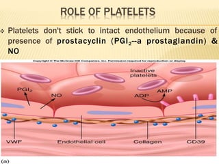  Platelets don't stick to intact endothelium because of
presence of prostacyclin (PGI2--a prostaglandin) &
NO
 Keep clots from forming & are vasodilators
 