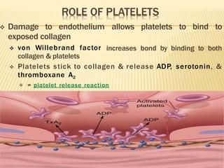  Damage to endothelium
exposed collagen
allows platelets to bind to
increases bond by binding to both
 von Willebrand factor
collagen & platelets
 Platelets stick to collagen & release ADP, serotonin, &
thromboxane A2
 = platelet release reaction
 