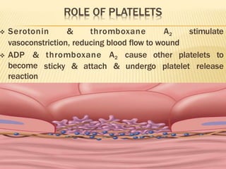  Serotonin & thromboxane A2 stimulate
vasoconstriction, reducing blood flow to wound
thromboxane A2 cause other platelets to
sticky & attach & undergo platelet release
 ADP &
become
reaction
 This continues until platelet plug is formed
 