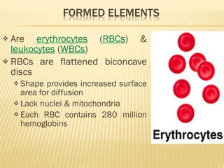 Are  erythrocytes  ( RBCs ) &  leukocytes  ( WBCs ) RBCs are flattened biconcave discs Shape provides increased surface area for diffusion Lack nuclei & mitochondria Each RBC contains 280 million hemoglobins 