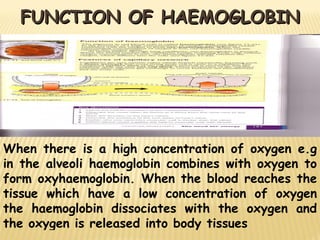 FUNCTION OF HAEMOGLOBIN When there is a high concentration of oxygen e.g in the alveoli haemoglobin combines with oxygen to form oxyhaemoglobin. When the blood reaches the tissue which have a low concentration of oxygen the haemoglobin dissociates with the oxygen and the oxygen is released into body tissues 