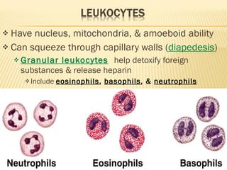 Have nucleus, mitochondria, & amoeboid ability  Can squeeze through capillary walls ( diapedesis ) Granular leukocytes   help detoxify foreign substances & release heparin Include  eosinophils ,  basophils , &  neutrophils 